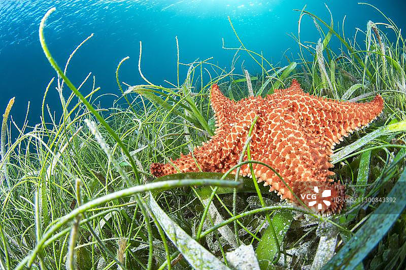 北美马提尼克岛，海草和西 रिंग草混合物中的红色枕星图片素材