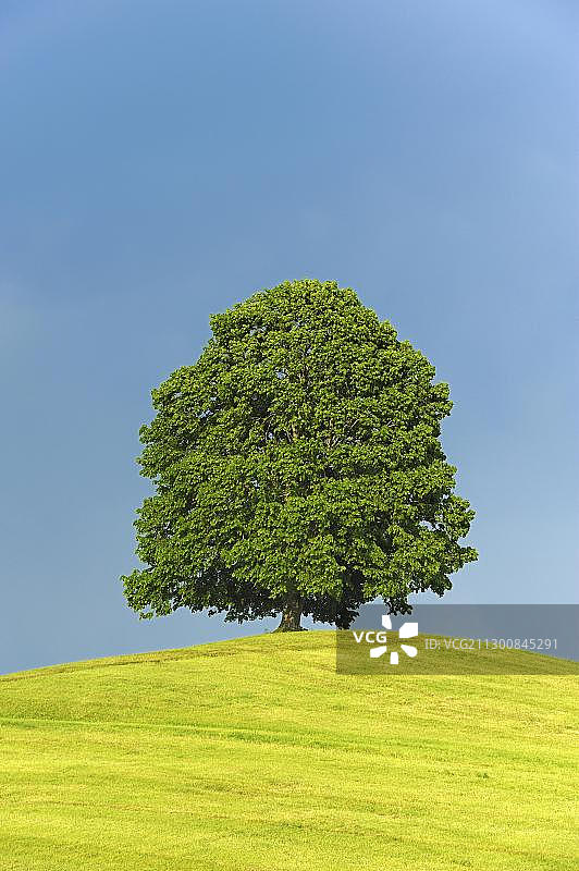 暴风雨云前的山坡上的椴树，瑞士苏黎世图片素材