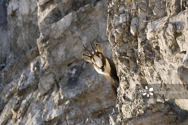 奥地利格塞于瑟国家公园中的欧洲羚羊图片素材