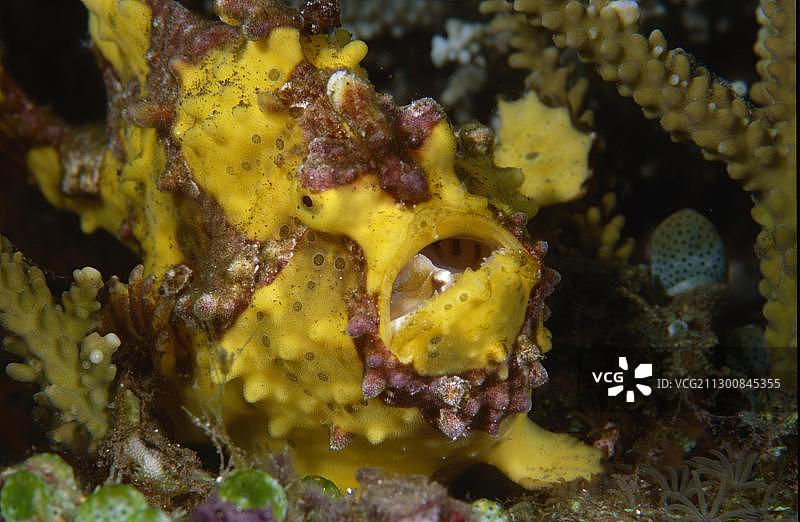 印度尼西亚巴厘岛图兰奔的疙瘩躄鱼图片素材