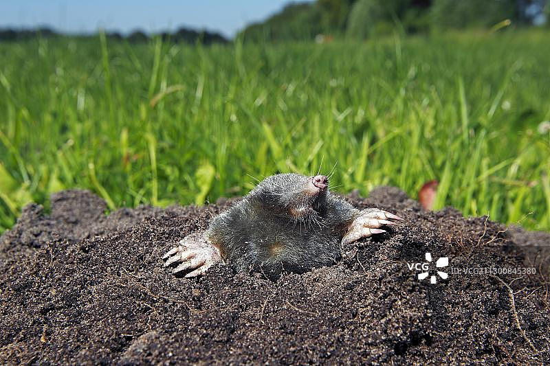 欧洲鼹鼠在绿色草地鼹鼠丘上图片素材