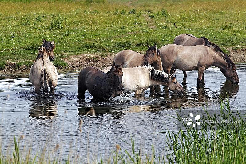 水中饮水和沐浴的柯尼克马群（岛马），种马，欧洲野马或野马，回交图片素材