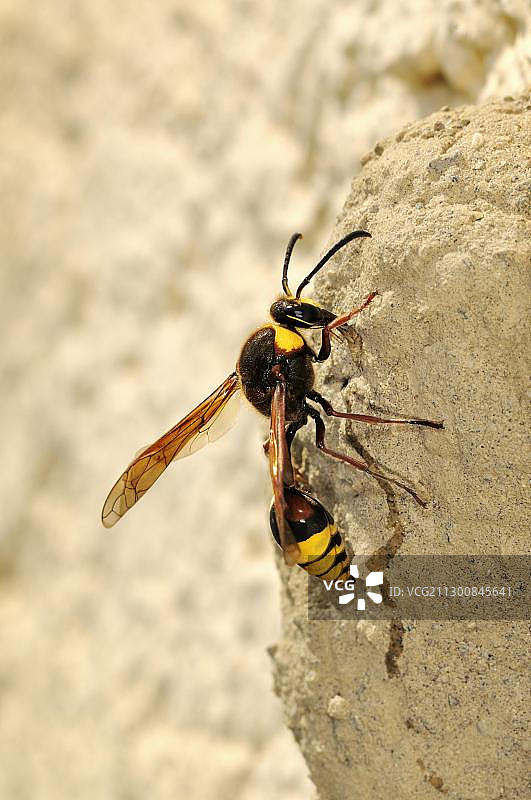 大花Pot泥蜂（Delta unguiculata），在建筑立面和墙壁上筑巢，德国巴登-符腾堡州，欧洲图片素材