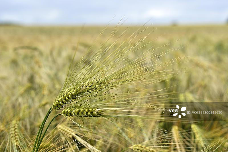 田野中的大麦（学名：Hordeum vulgare）图片素材