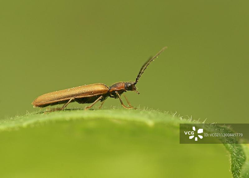 叩头虫（Denticollis linearis）图片素材