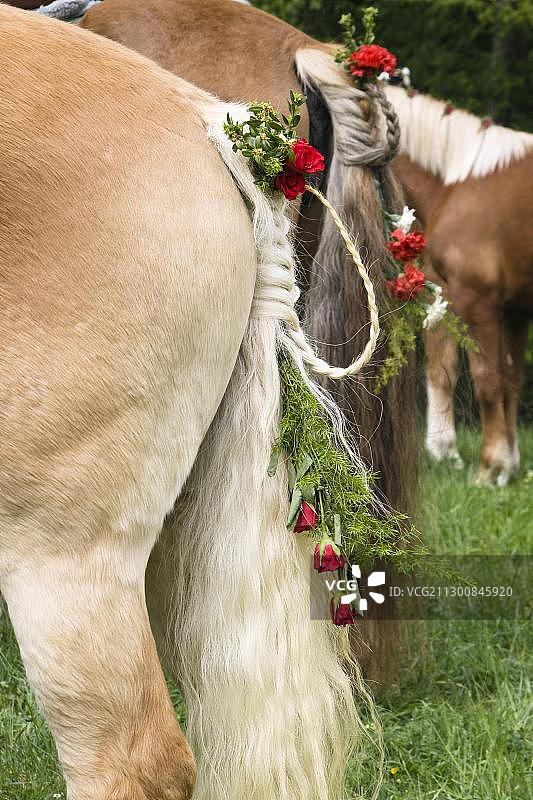 装饰马匹，编织尾巴，传统乔治里特，前往德国上巴伐利亚州彭茨贝格枢纽教堂圣乔治的朝圣之旅图片素材