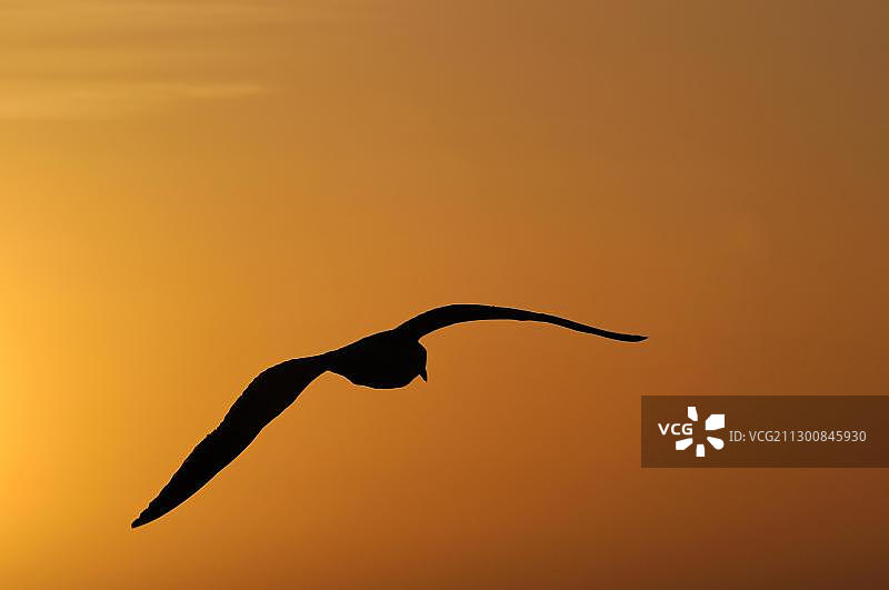 日落时分莫罗湾海滩的海鸥（美国加利福尼亚州）图片素材