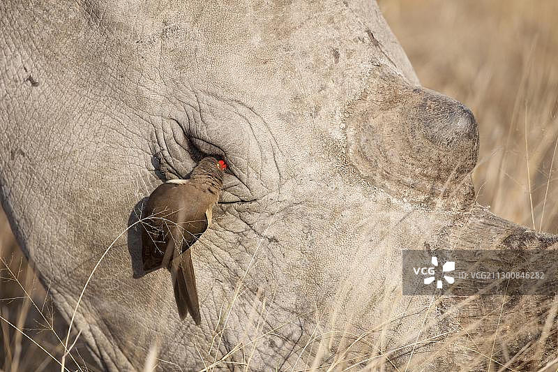 红嘴牛椋鸟与白犀牛，摄于南非克鲁格国家公园图片素材