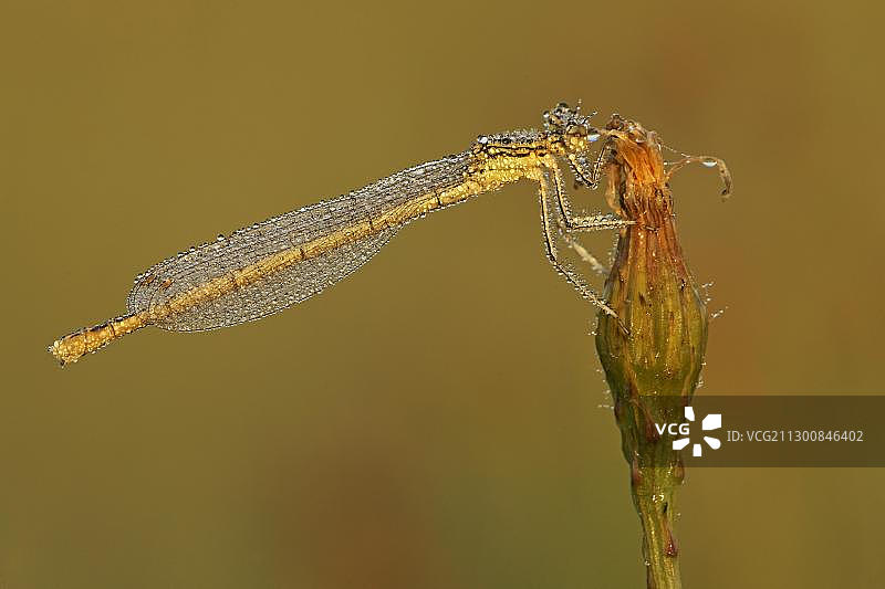 白腿丝蟌，雌性图片素材