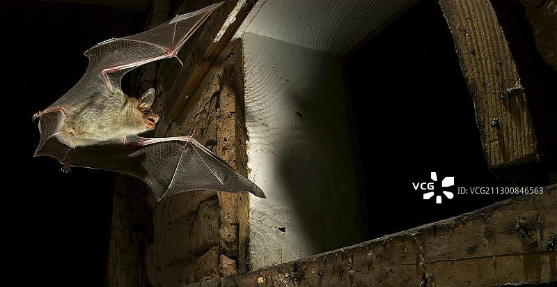 从夏季栖息地飞出的大鼠耳蝠图片素材