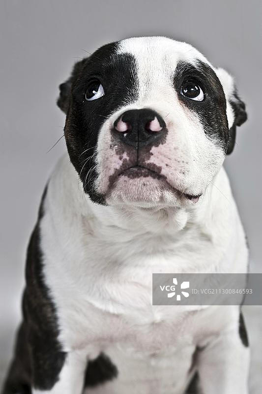 看起来很悲伤的美国斗牛犬图片素材