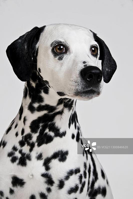 达尔马提亚犬肖像图片素材