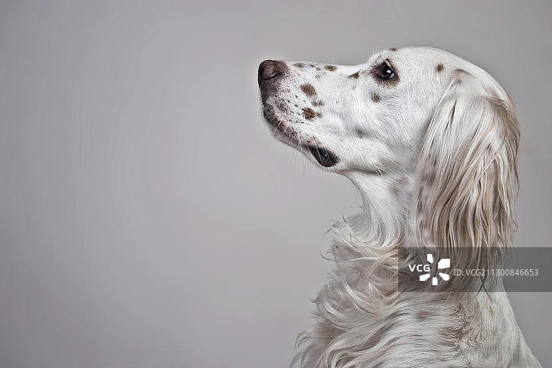 英国雪达犬肖像图片素材