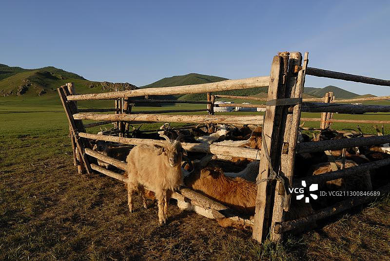 蒙古游牧夏季营地，有畜群、山羊和绵羊，圆形帐篷，蒙古包或蒙古毡房，靠近库欣奈曼努尔自然保护区，鄂尔浑瀑布，哈拉和林，后杭爱省，蒙古，亚洲图片素材