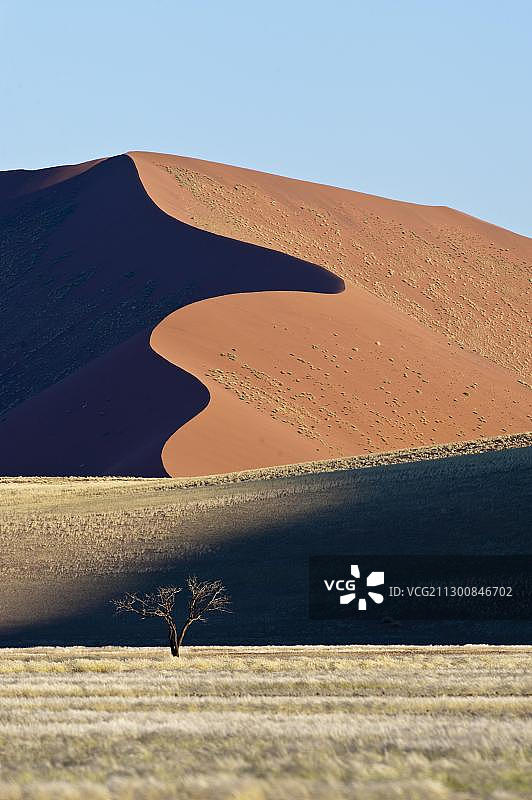 非洲纳米比亚纳米布-诺克卢夫特公园索苏斯维沙丘和金合欢树图片素材