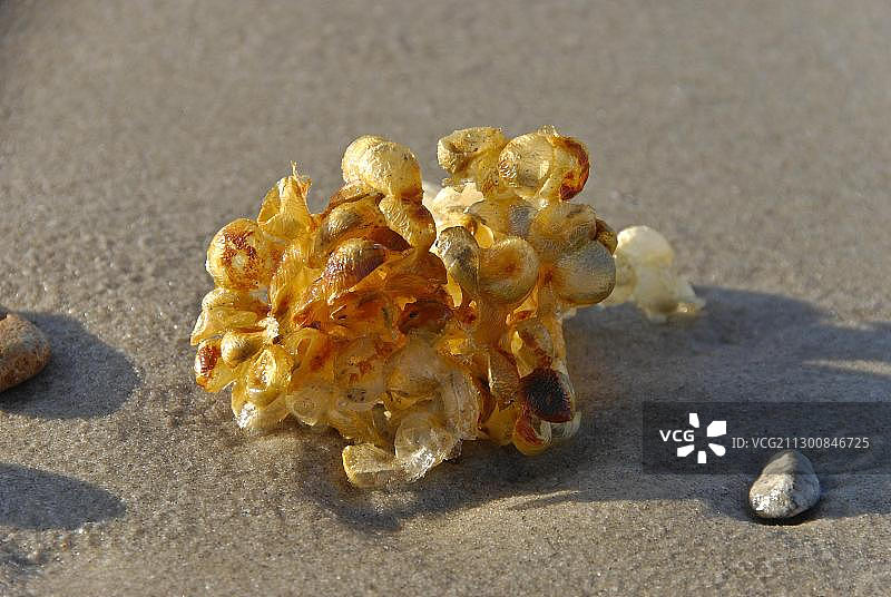 普通蛾螺的卵囊，北海海岸，丹麦图片素材