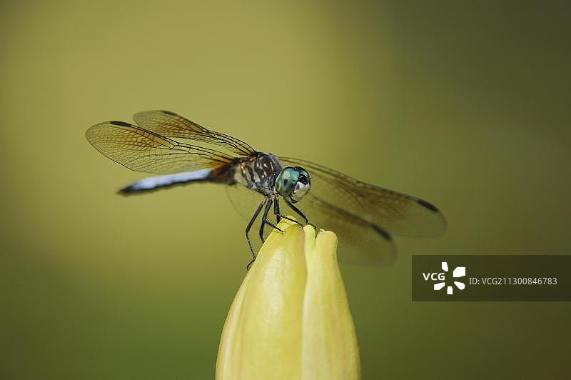 雄性长腹灰蜻栖息在墨西哥睡莲上，美国德克萨斯州沿海本德地区图片素材