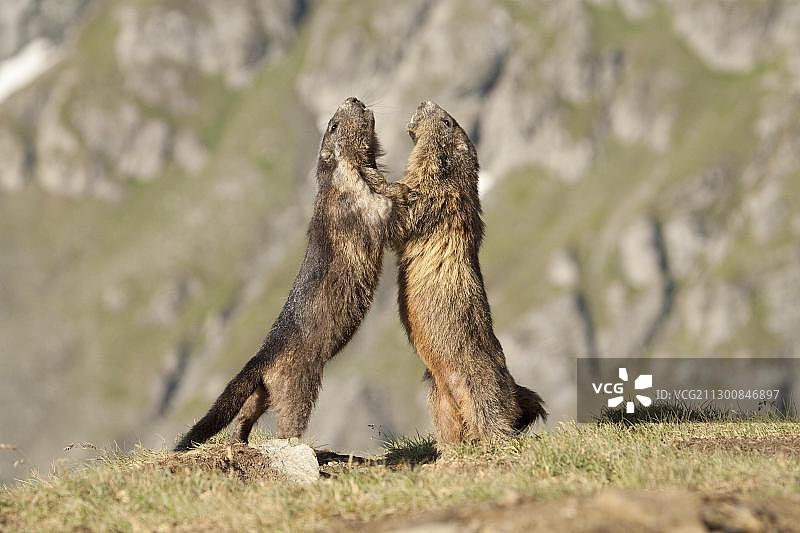 高山旱獭图片素材