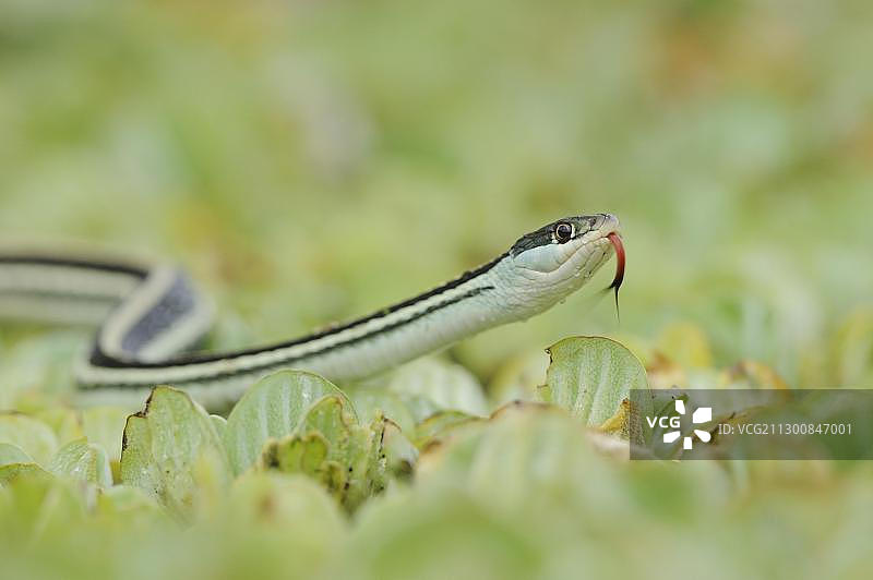 墨西哥湾沿岸带状蛇(Thamnophis proximus orarius)成年个体,在水莴苣上,美国德克萨斯州图片素材