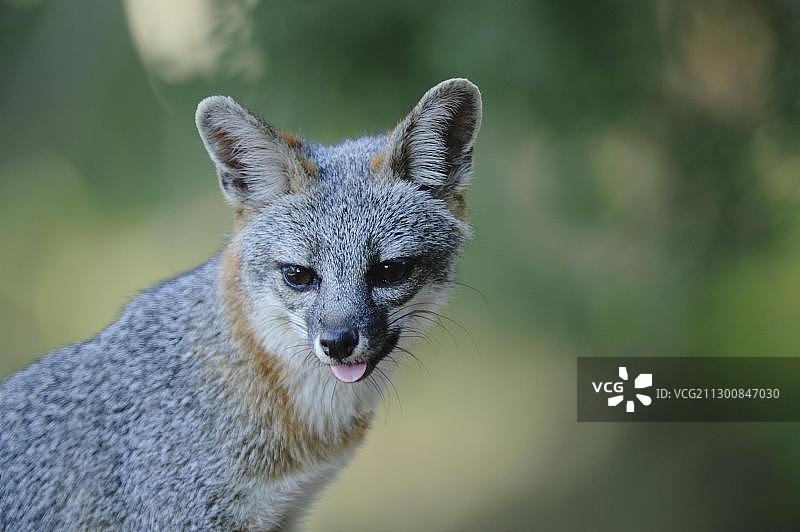 灰狐，美国德克萨斯州中部图片素材