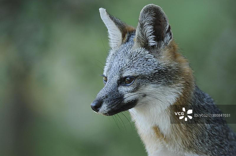 灰狐，美国德克萨斯州中部图片素材