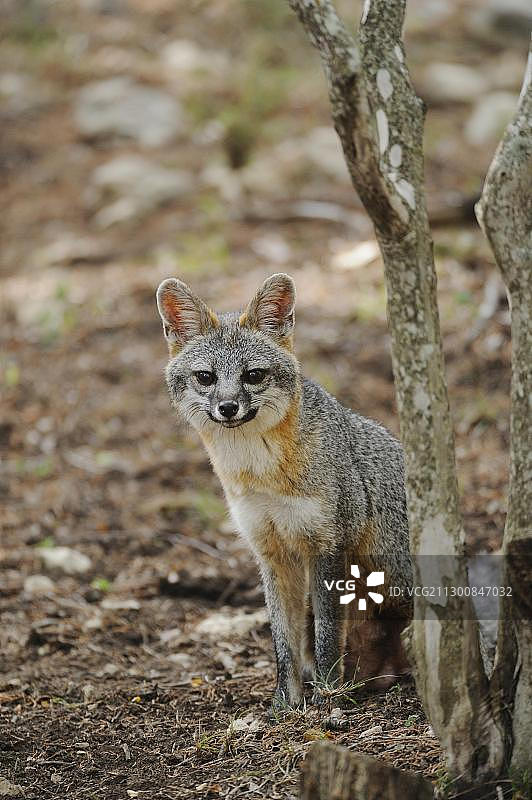灰狐，美国德克萨斯州中部图片素材