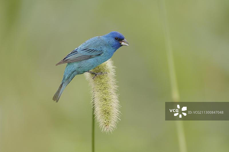 北美洲德克萨斯州海岸芒斯特岛，靛蓝彩雀（Passerina cyanea）雄性以菰米为食图片素材