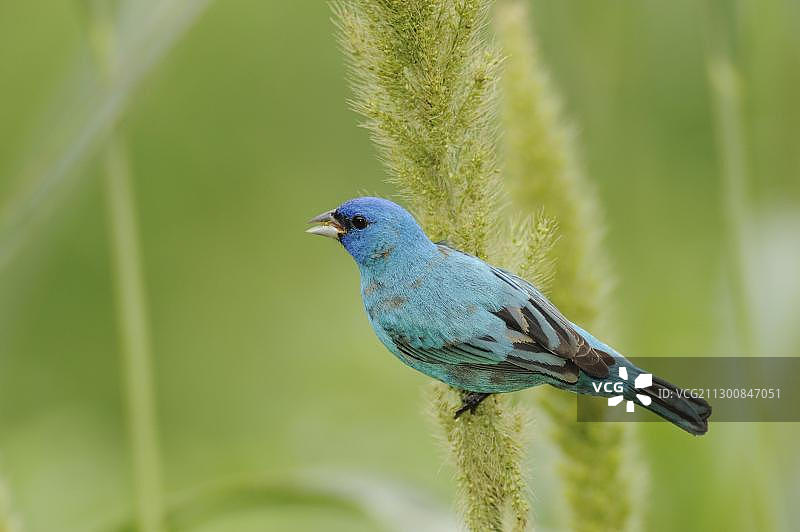 北美洲德克萨斯州海岸芒斯特岛，靛蓝彩雀（Passerina cyanea）雄性以菰米为食图片素材