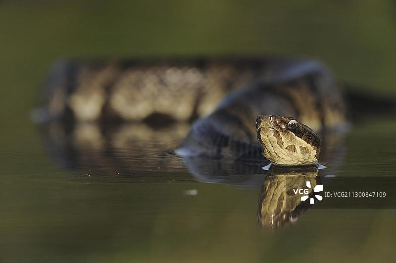 西部棉口蛇，成蛇，位于湖中图片素材