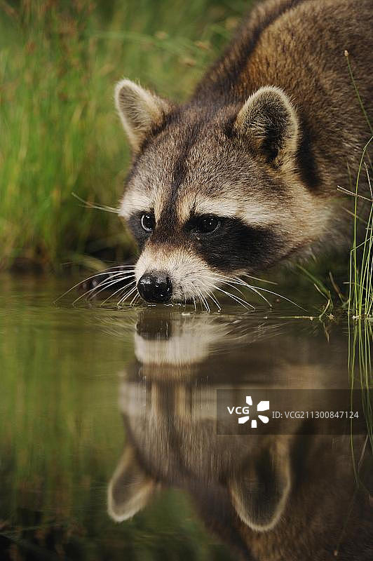 北美浣熊，美国德克萨斯州图片素材