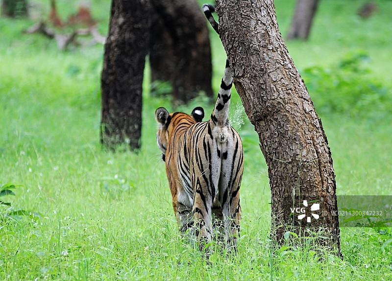 老虎在树上喷尿标记领地，印度马哈拉施特拉邦塔多巴老虎保护区图片素材