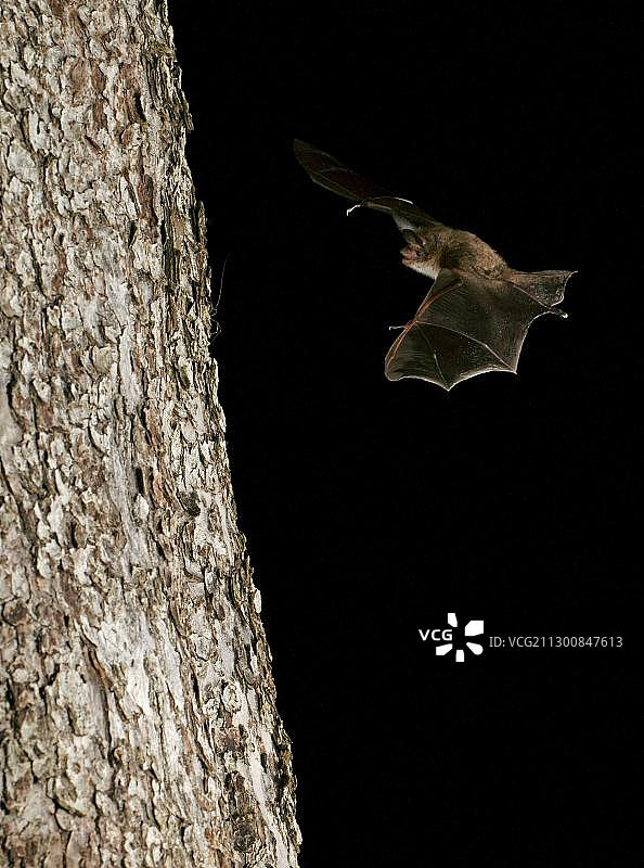 贝氏鼠耳蝠图片素材