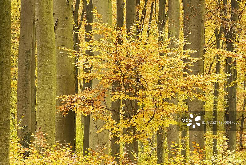 埃贝斯瓦尔德附近秋季山毛榉森林，勃兰登堡，德国，欧洲图片素材