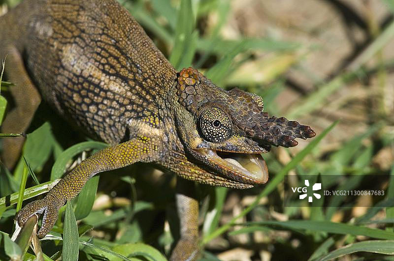双角变色龙（坦桑尼亚，非洲）图片素材
