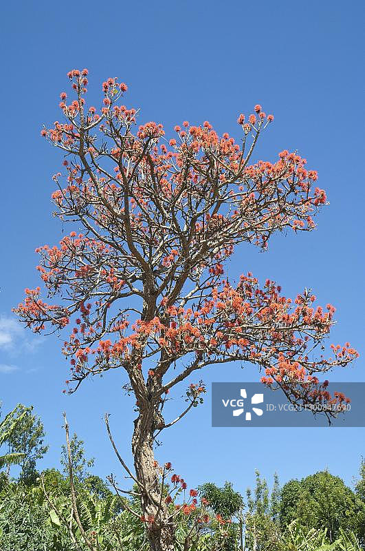 乞力马扎罗山地区的珊瑚树图片素材