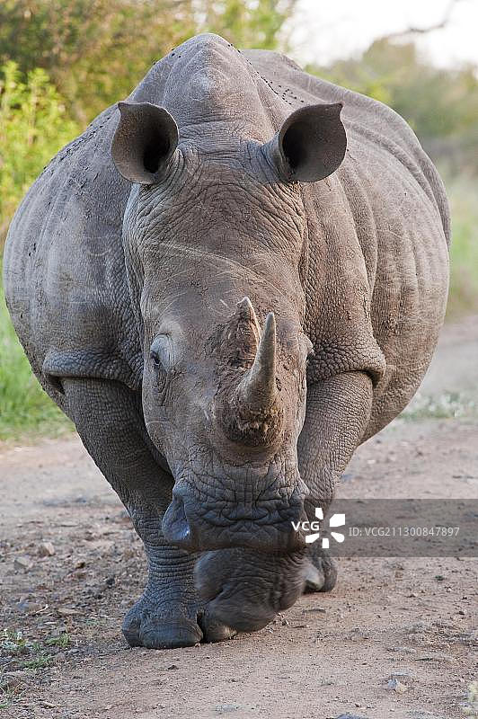 非洲斯威士兰赫拉内皇家国家公园的白犀牛图片素材