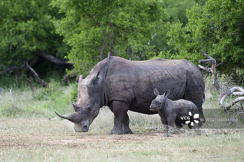 非洲斯威士兰赫拉内皇家国家公园的成年雌性白犀牛和小犀牛图片素材