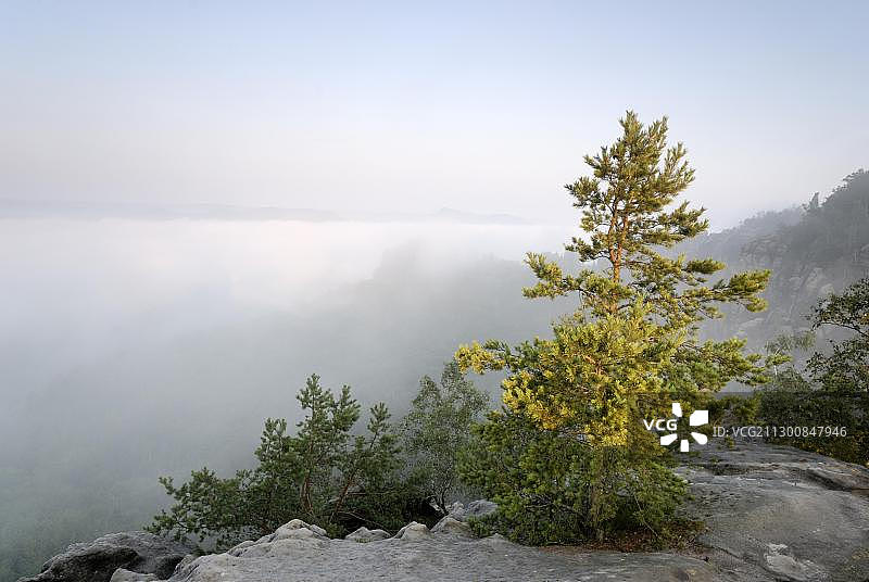 孤独的松树，画家之路，易北河谷，德国萨克森瑞士图片素材