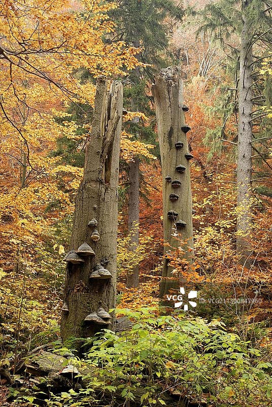 德国萨克森-安哈尔特州哈茨山区伊尔斯河谷秋季带伞菌的枯木图片素材