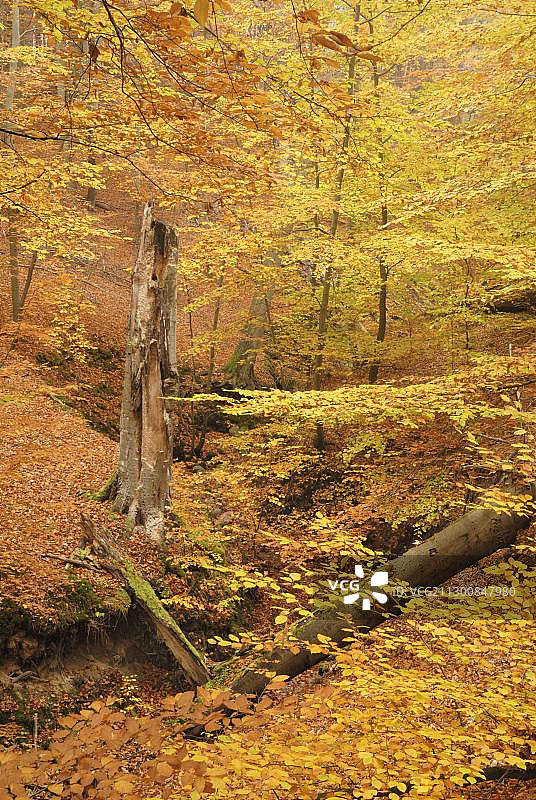 勃兰登堡州农嫩弗利斯自然保护区秋季山毛榉林（德国，欧洲）图片素材