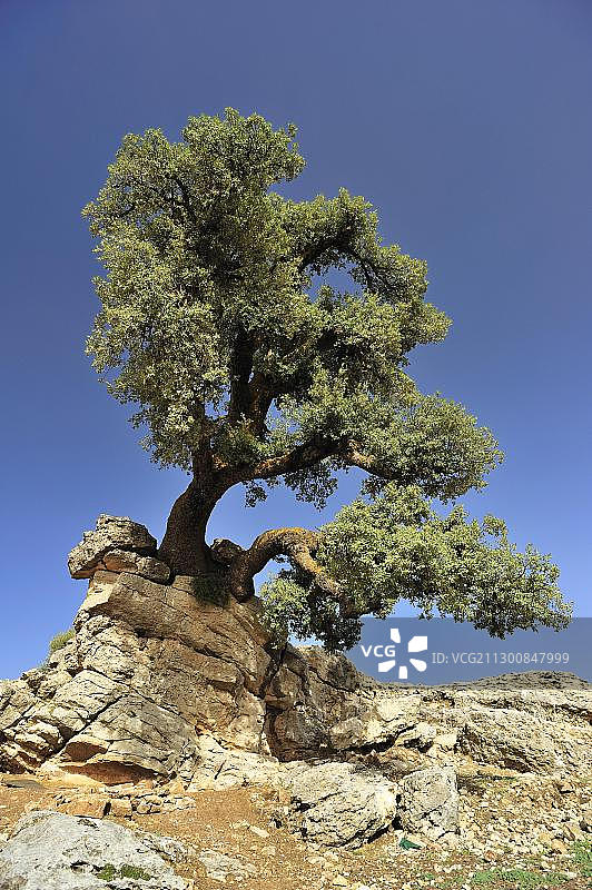 非洲摩洛哥中阿特拉斯山脉岩石地上的冬青栎图片素材