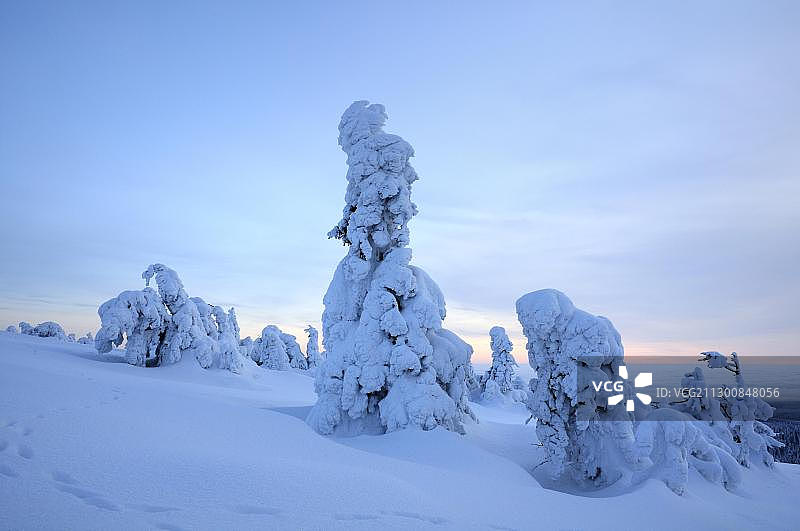 德国萨克森-安哈尔特州哈茨国家公园布罗肯山上的雪松图片素材