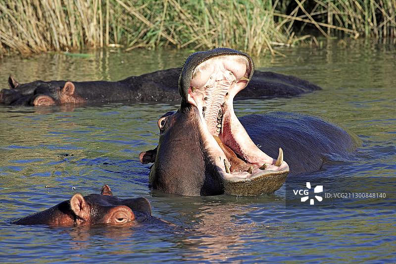 南非湿地公园打哈欠的成年河马图片素材