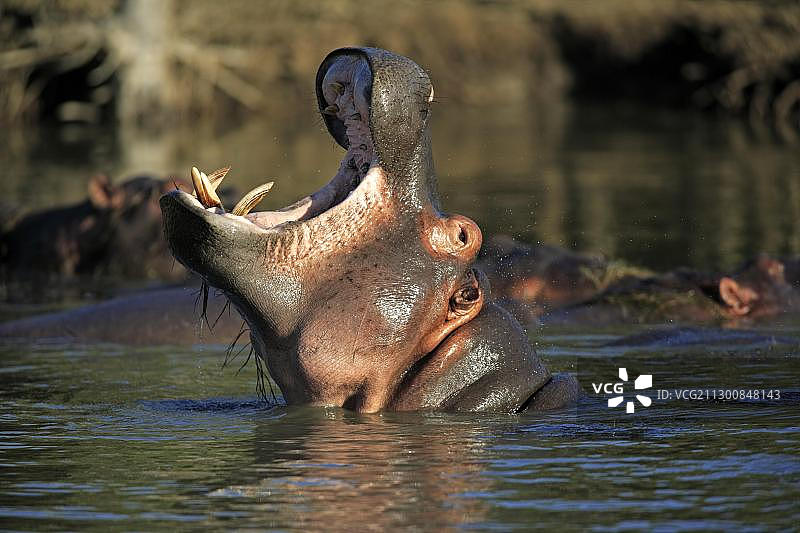 南非湿地公园打哈欠的成年河马图片素材