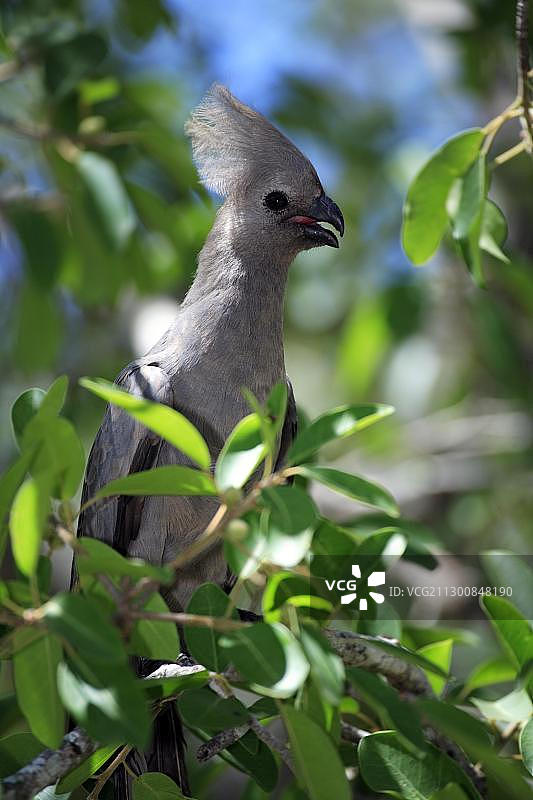 非洲克鲁格国家公园灰蕉鹃图片素材