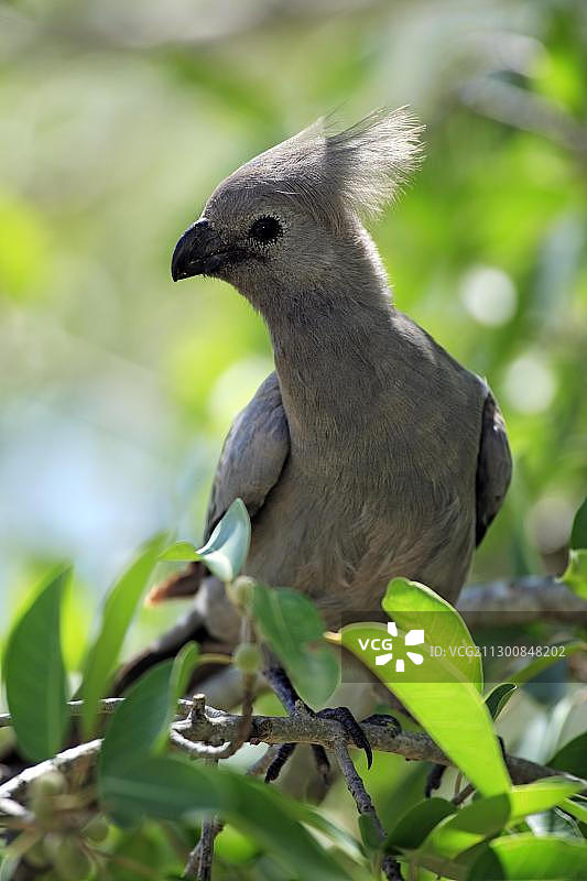 南非克鲁格国家公园树上的灰色蕉鹃图片素材