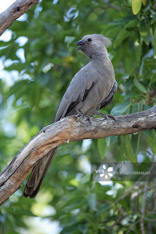南非克鲁格国家公园树上的灰色蕉鹃图片素材