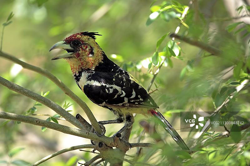 凤头拟䴕（Trachyphonus vaillantii），成年鸟在树上，克鲁格国家公园，南非，非洲图片素材