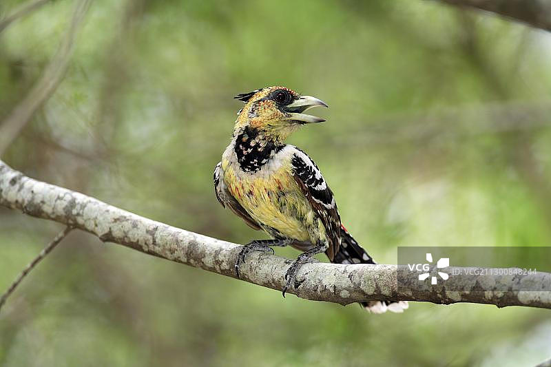 凤头拟䴕（Trachyphonus vaillantii），成年鸟在树上，克鲁格国家公园，南非，非洲图片素材
