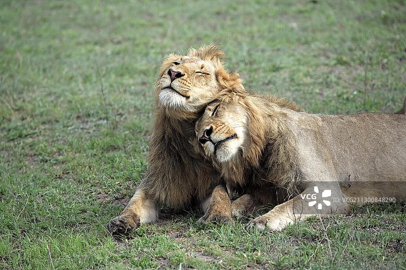 非洲南部克鲁格国家公园Sabisabi私人保护区：两只成年雄狮休憩图片素材